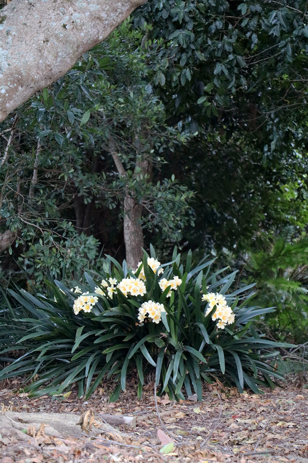 Clivia Seeds - Morris Yellow Group 1 - (6x seeds)