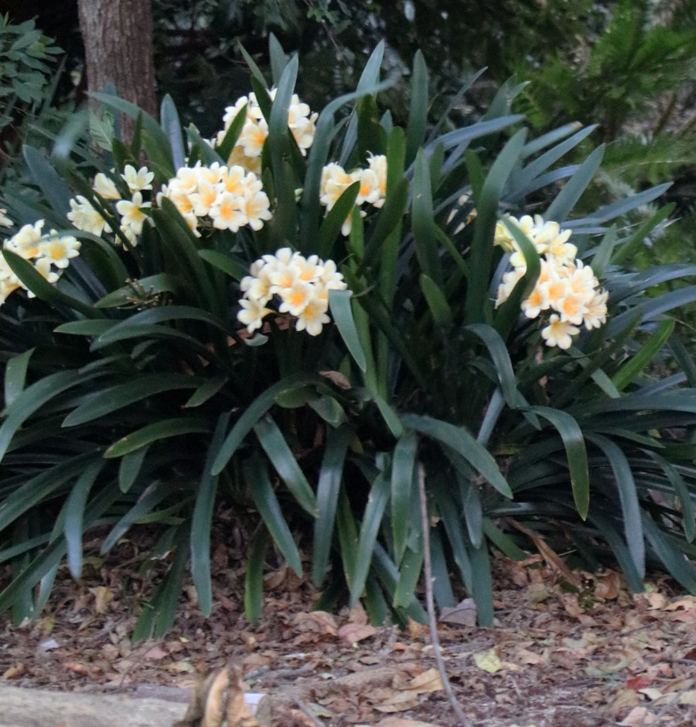 Morris Yellow Group 1 Clivia miniata in flower, yellow strap-leaf shade plant, Our Mountain Garden Tamborine Mountain QLD