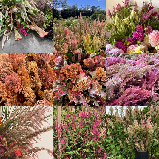 Celosia Mix - OMG Selection - (100x seeds)