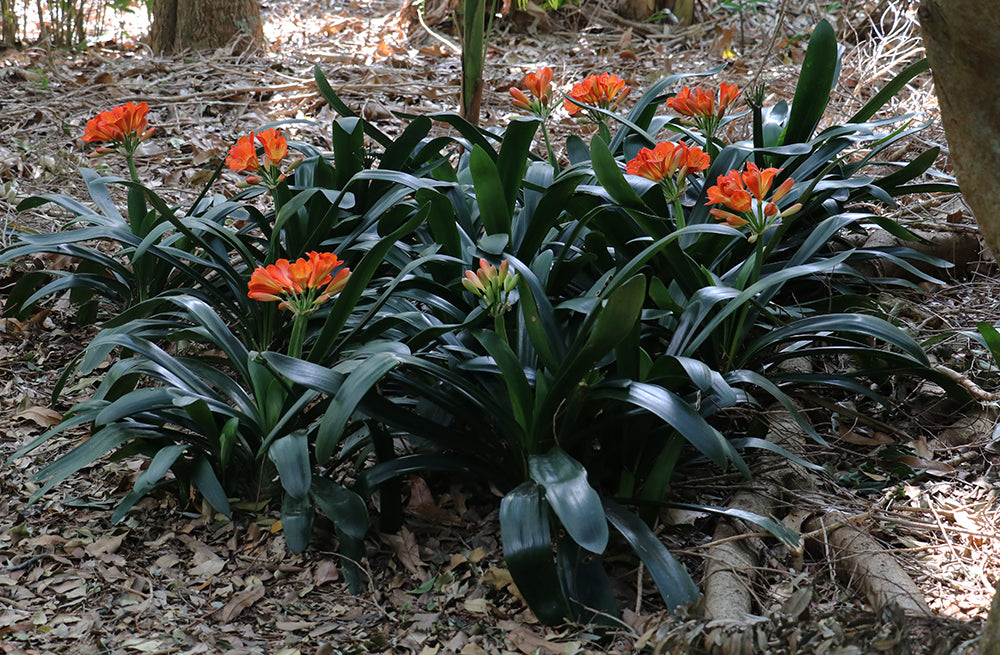 Clivia Seeds - Belgium Hybrid Mix Orange/Dark Orange - (10x seeds)