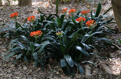 Clivia Seeds - Belgium Hybrid Mix Orange/Dark Orange - (10x seeds)