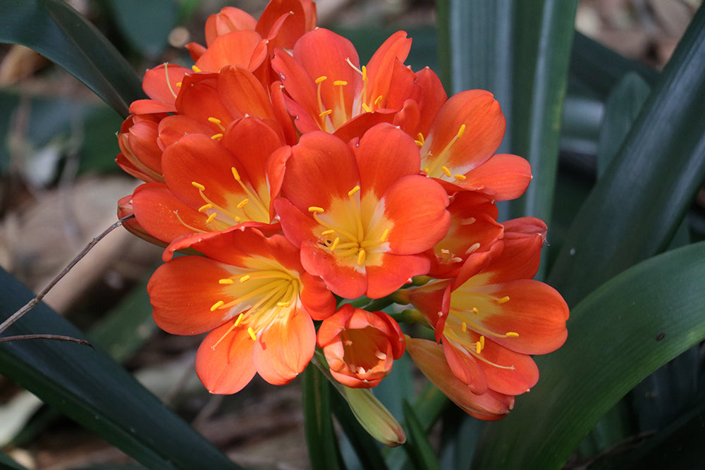 Clivia Seeds - Belgium Hybrid Mix Orange/Dark Orange - (10x seeds)
