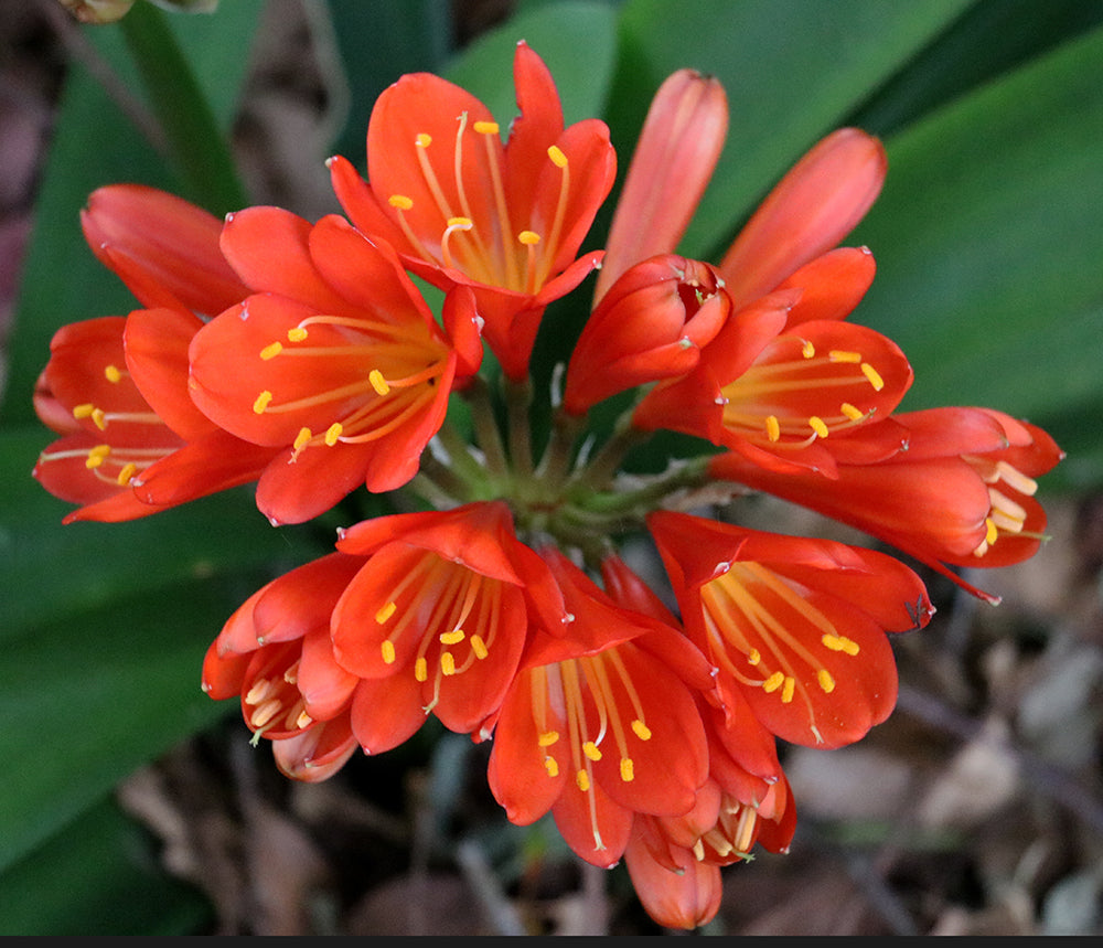 Clivia Seeds - Belgium Hybrid Darkest Orange/Red  - (6x seeds)