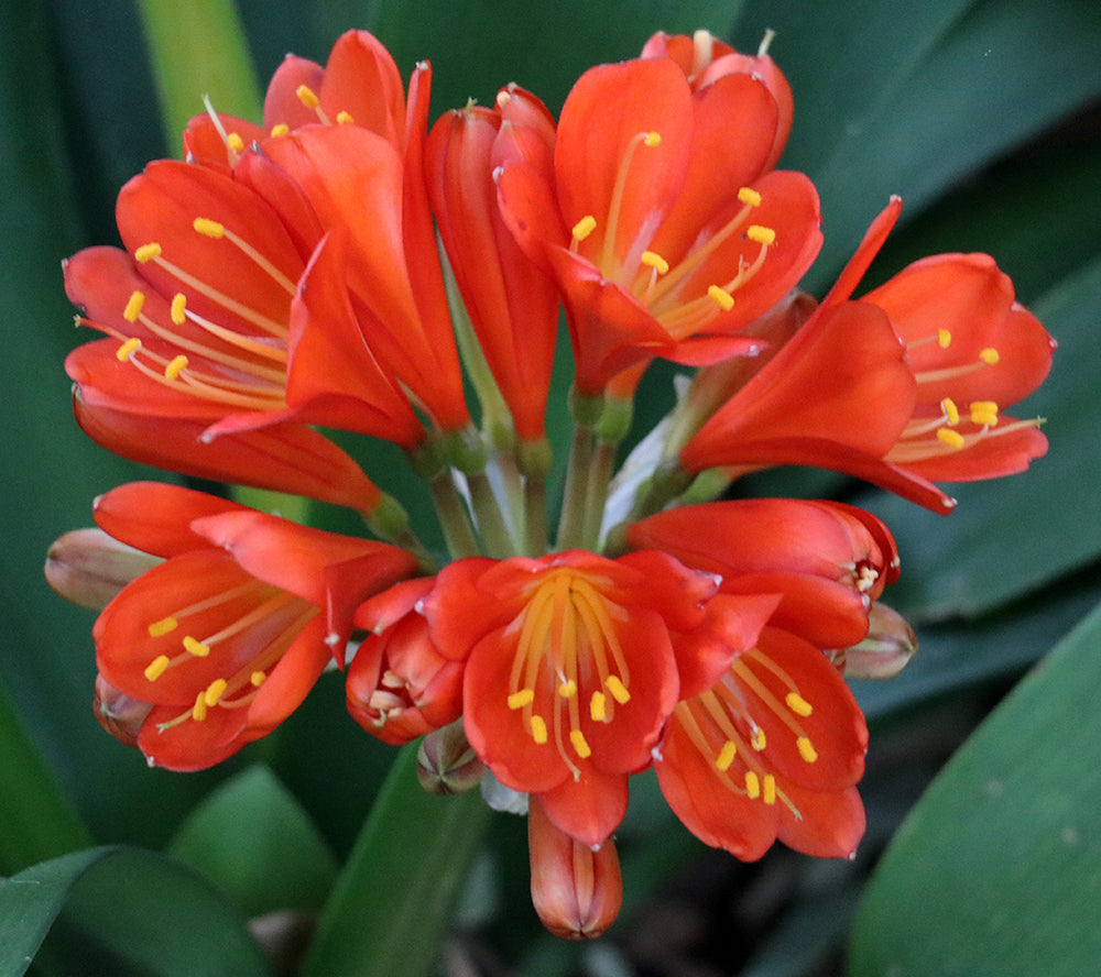 Clivia Seeds - Belgium Hybrid Darkest Orange/Red  - (6x seeds)