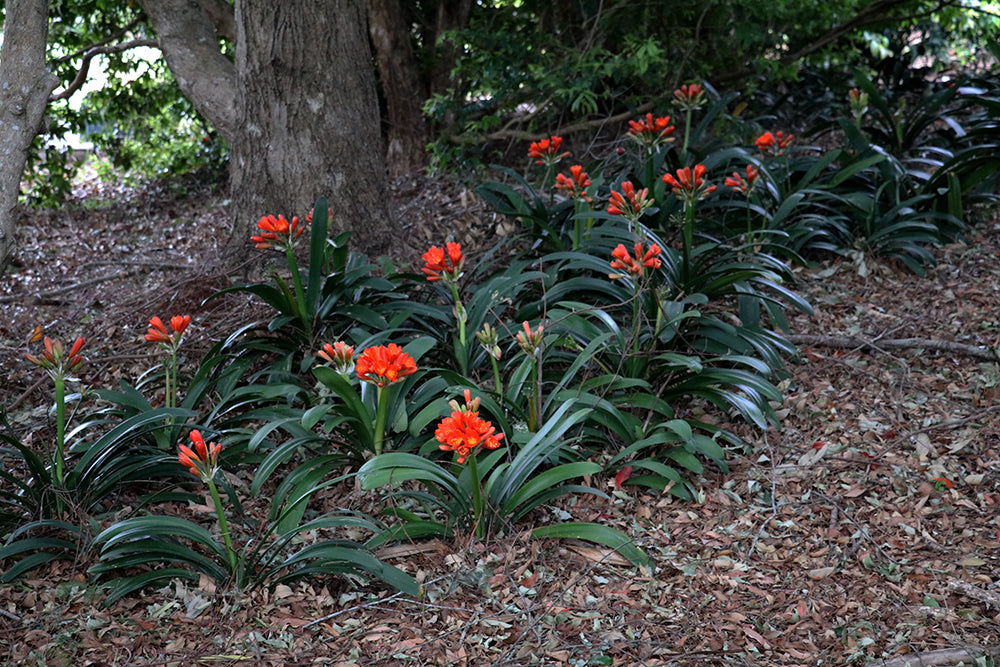 Clivia Seeds - Belgium Hybrid Darkest Orange/Red  - (6x seeds)