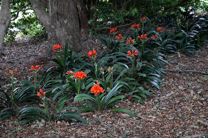 Clivia Seeds - Belgium Hybrid Darkest Orange/Red  - (6x seeds)