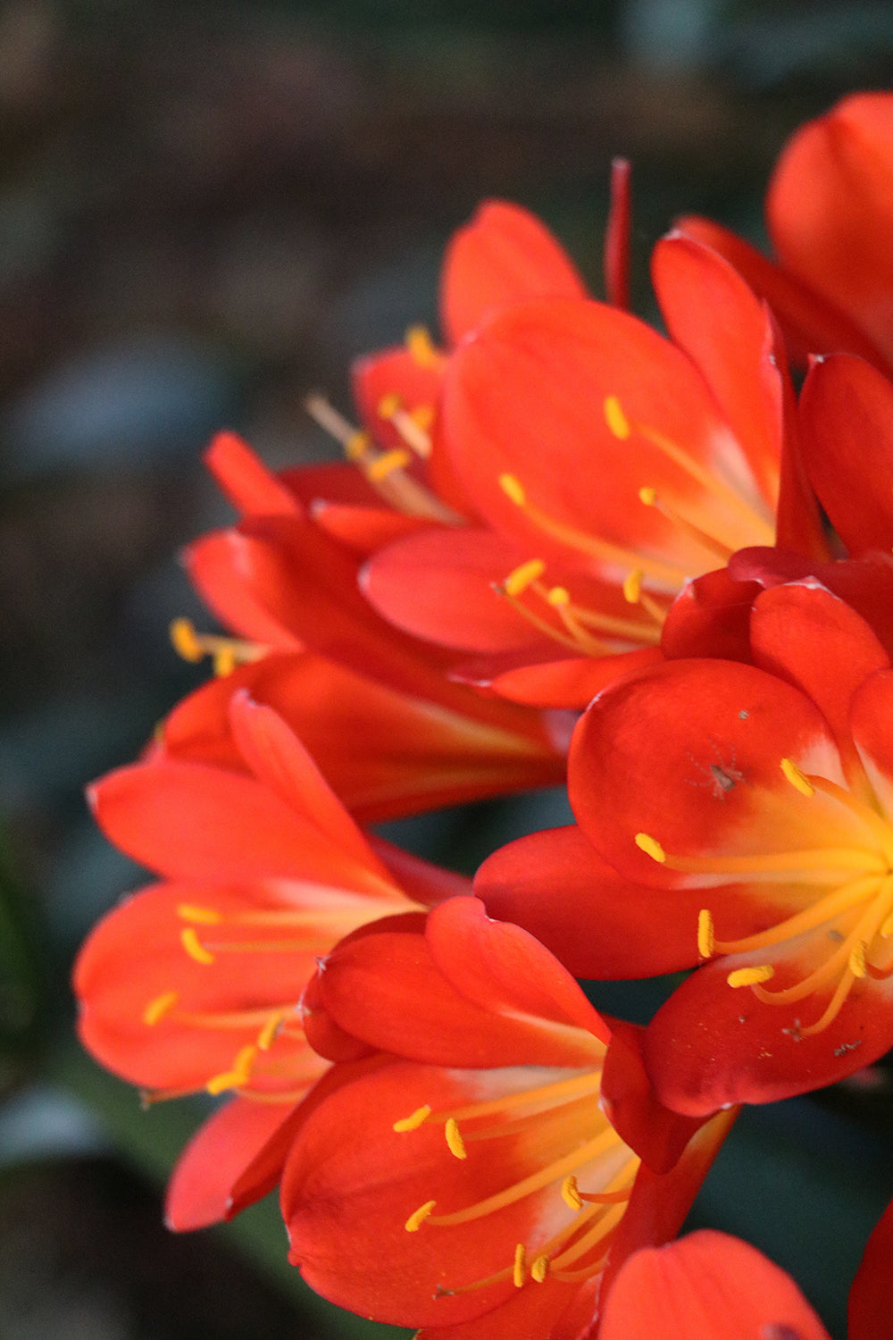 Clivia Seeds - Belgium Hybrid Darkest Orange/Red  - (6x seeds)