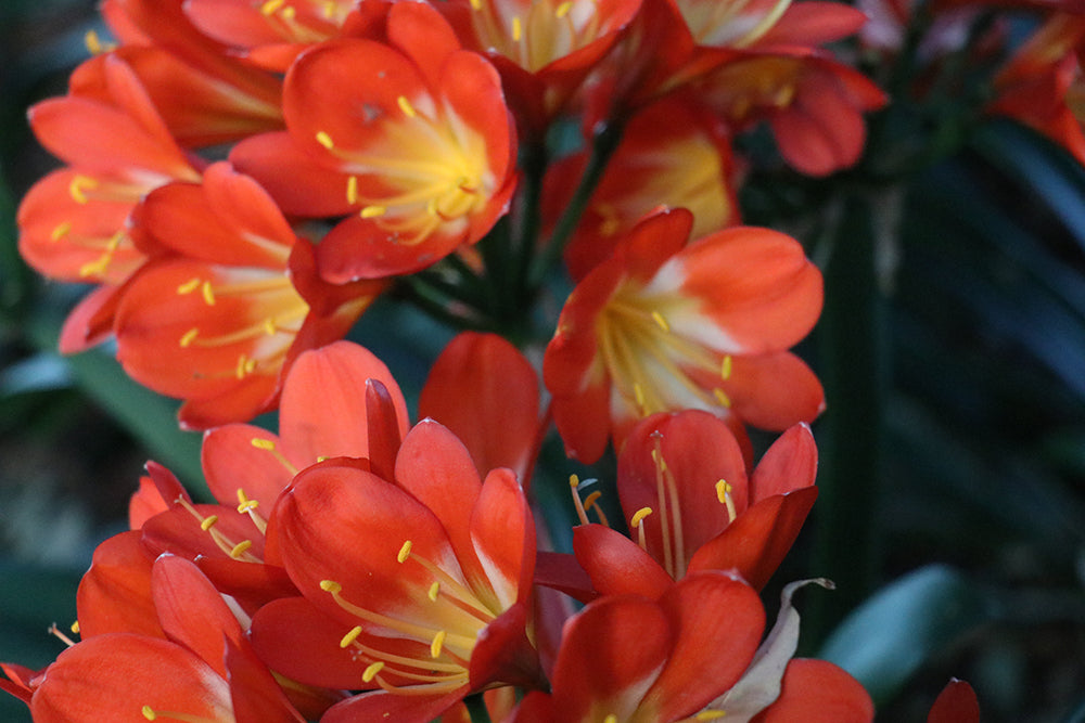 Clivia Seeds - Belgium Hybrid Darkest Orange/Red  - (6x seeds)