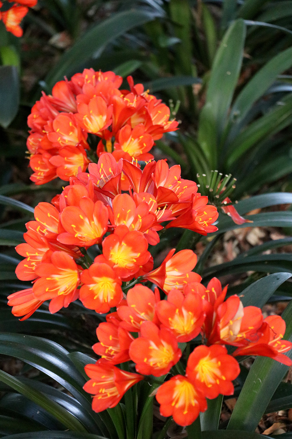 Clivia Seeds - Belgium Hybrid Darkest Orange/Red  - (6x seeds)