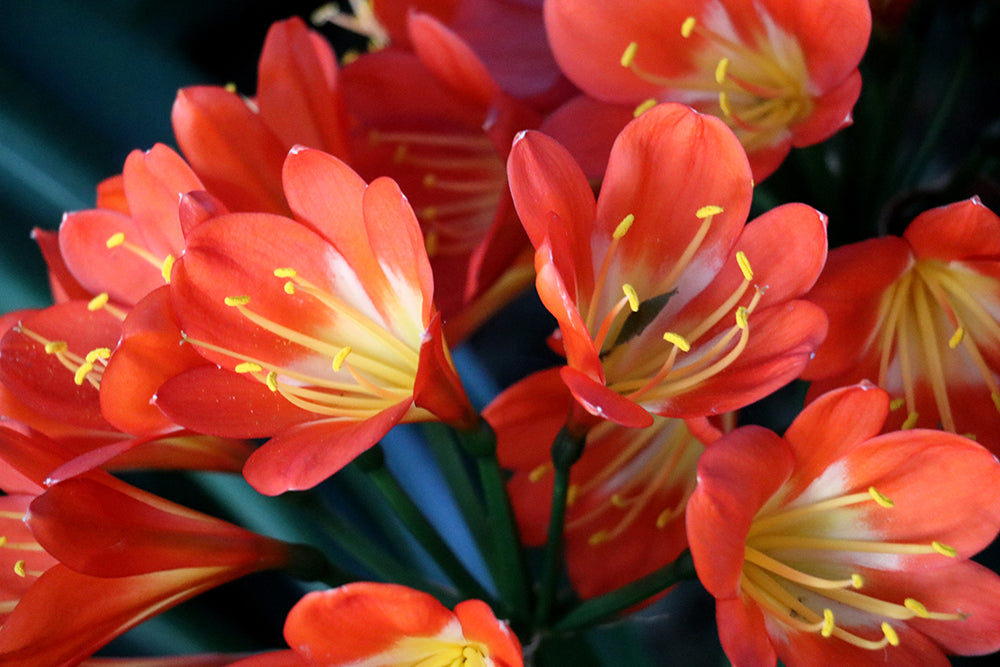 Clivia Seeds - Belgium Hybrid Darkest Orange/Red  - (6x seeds)