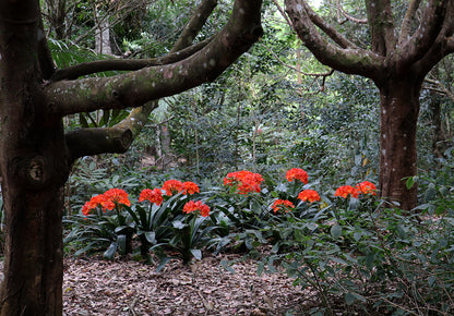 Clivia Seeds - Belgium Hybrid Mix Orange/Dark Orange - (10x seeds)