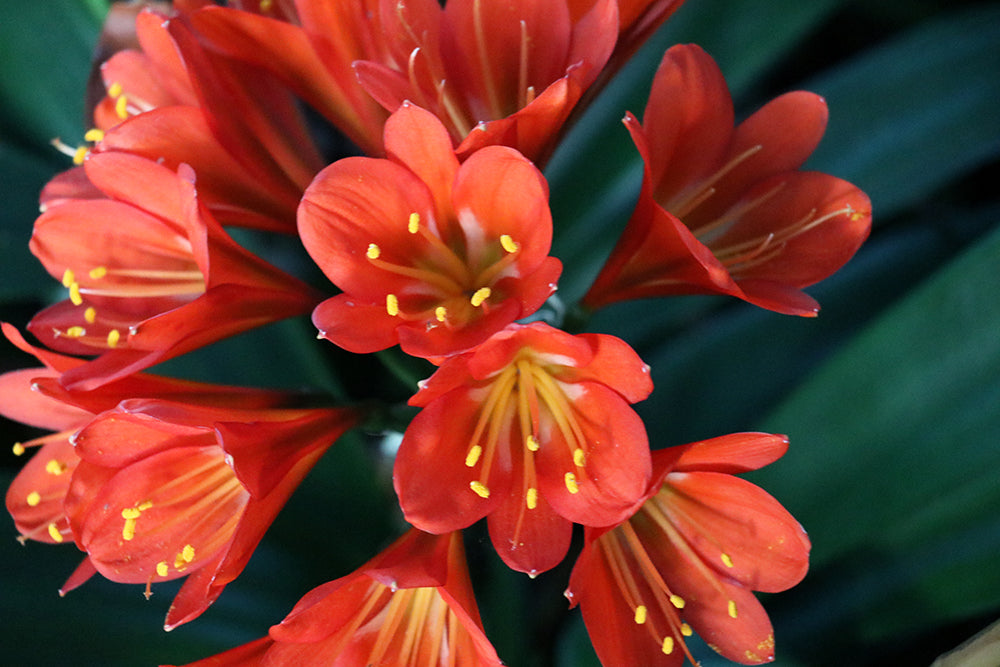 Close up of flower Belgium Hybrid Darkest Orange/Red Clivia - Our Mountain Garden QLD Australia
