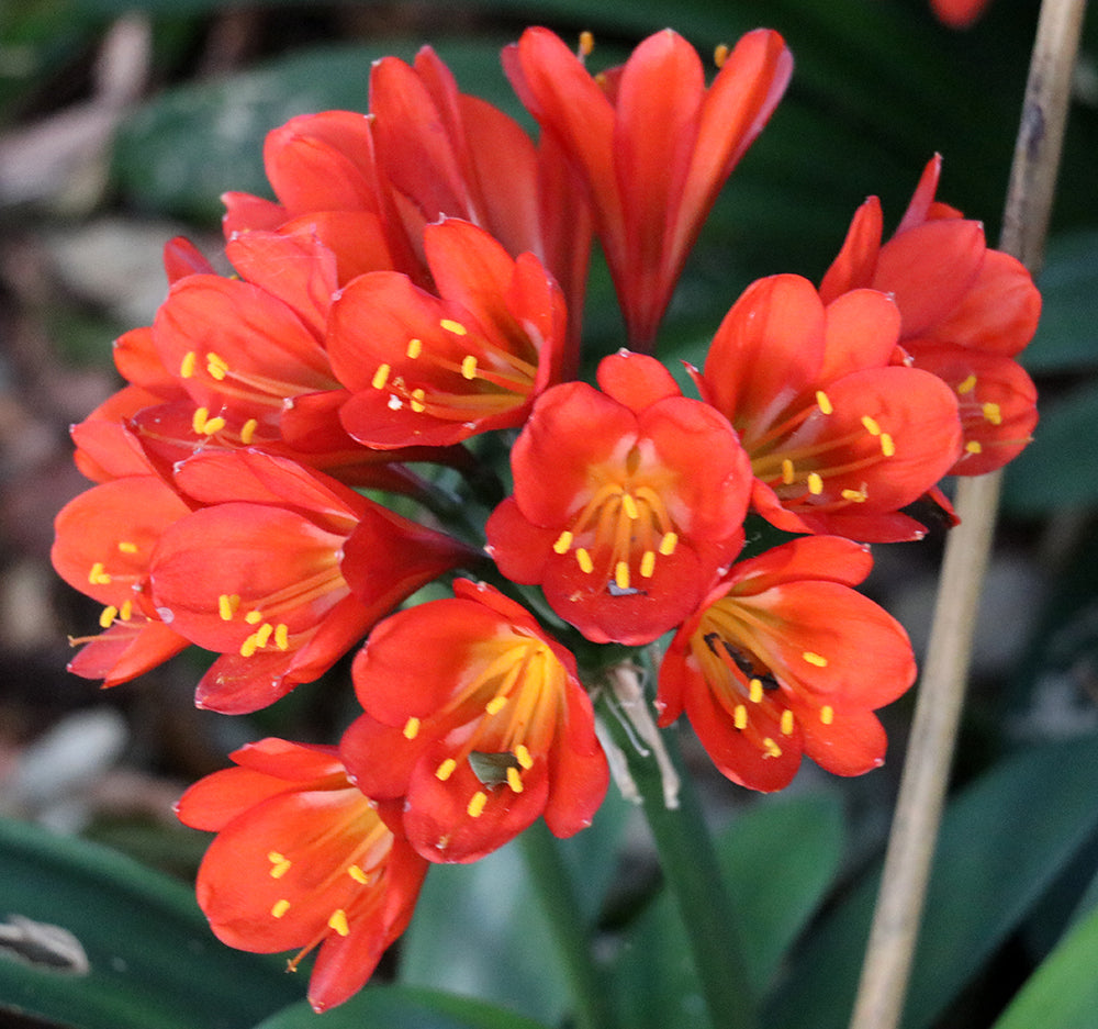 Clivia Seeds - Belgium Hybrid Darkest Orange/Red  - (6x seeds)
