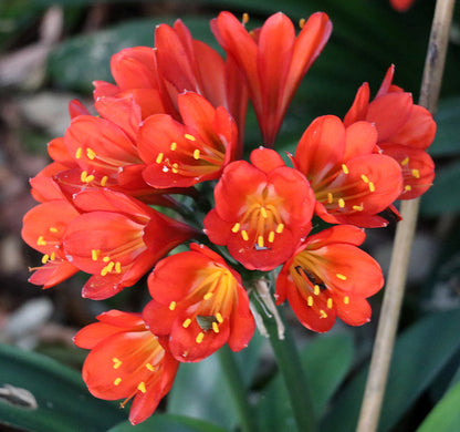 Clivia Seeds - Belgium Hybrid Darkest Orange/Red  - (6x seeds)