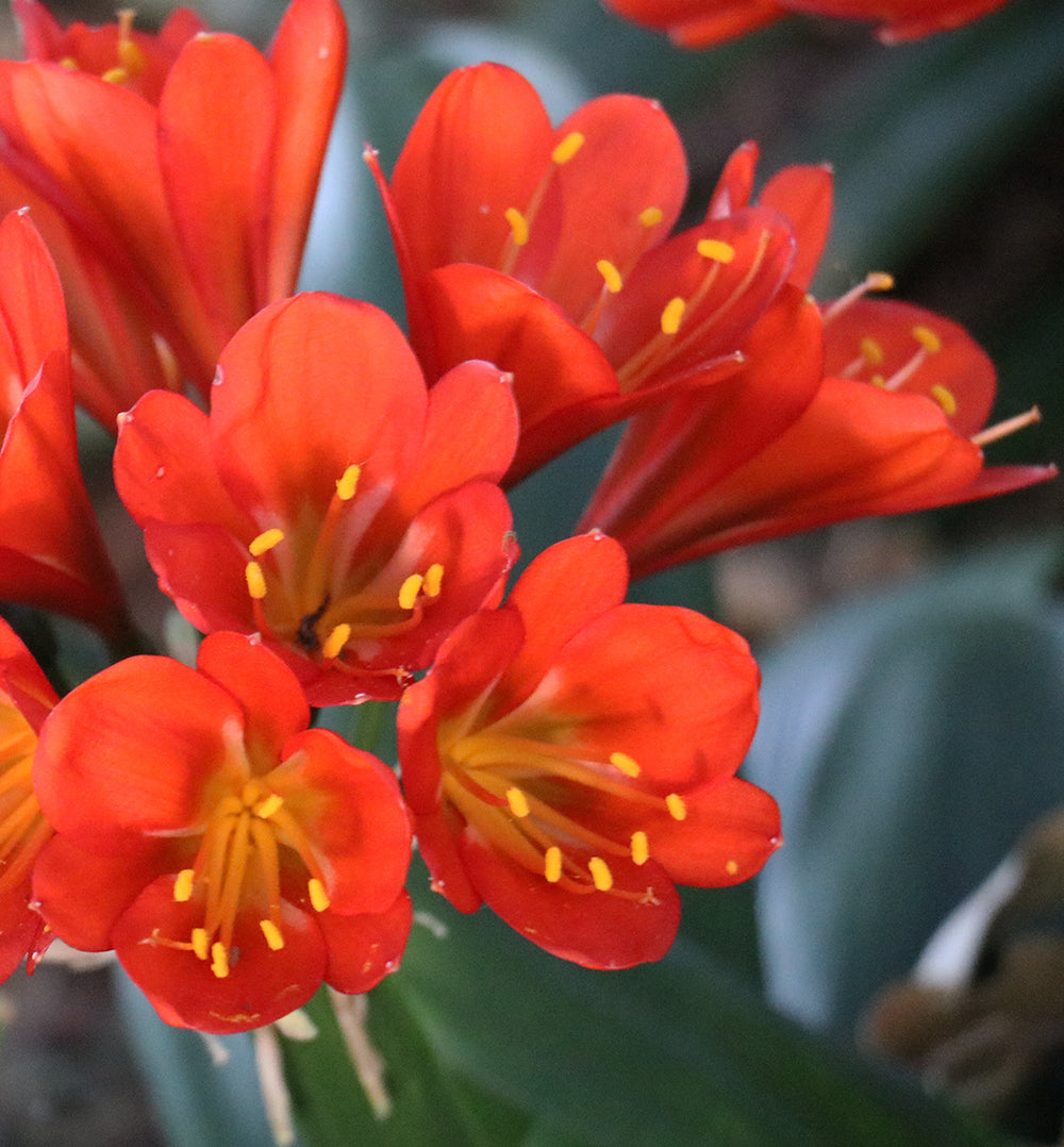 Clivia Seeds - Belgium Hybrid Darkest Orange/Red  - (6x seeds)