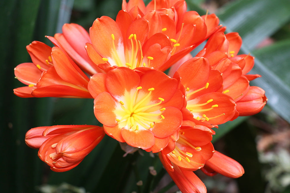 Clivia Seeds - Belgium Hybrid Mix Orange/Dark Orange - (10x seeds)