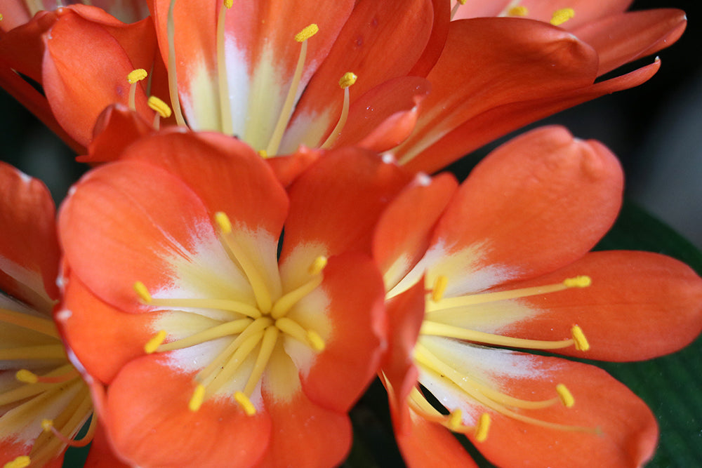 Clivia Seeds - Belgium Hybrid Mix Orange/Dark Orange - (10x seeds)