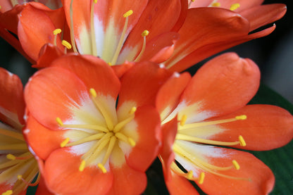 Clivia Seeds - Belgium Hybrid Mix Orange/Dark Orange - (10x seeds)