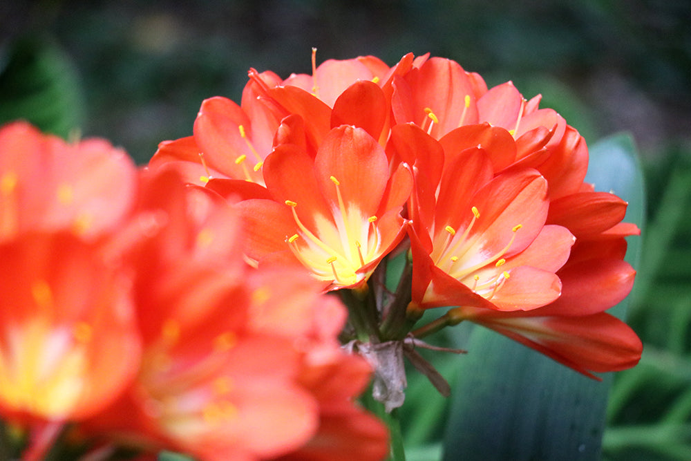 Clivia Seeds - Belgium Hybrid Mix Orange/Dark Orange - (10x seeds)