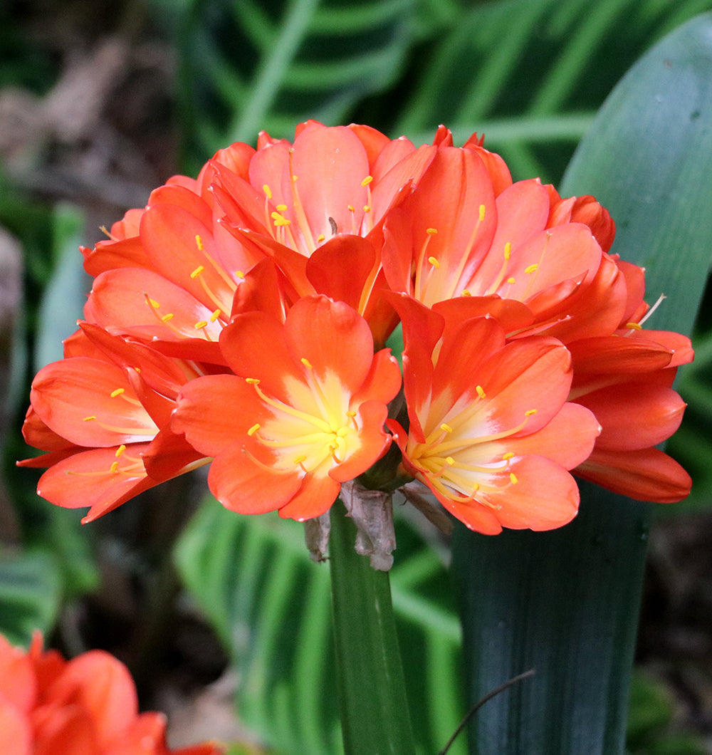 Clivia Seeds - Belgium Hybrid Mix Orange/Dark Orange - (10x seeds)