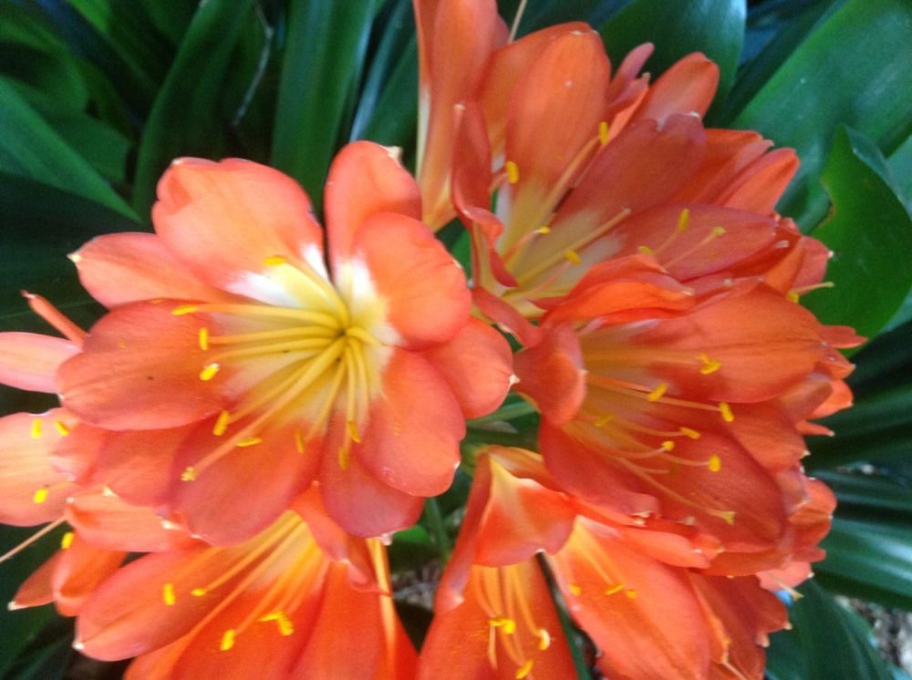 Clivia Seeds - Belgium Hybrid Mix Orange/Dark Orange - (10x seeds)