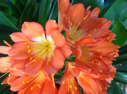 Clivia Seeds - Belgium Hybrid Mix Orange/Dark Orange - (10x seeds)