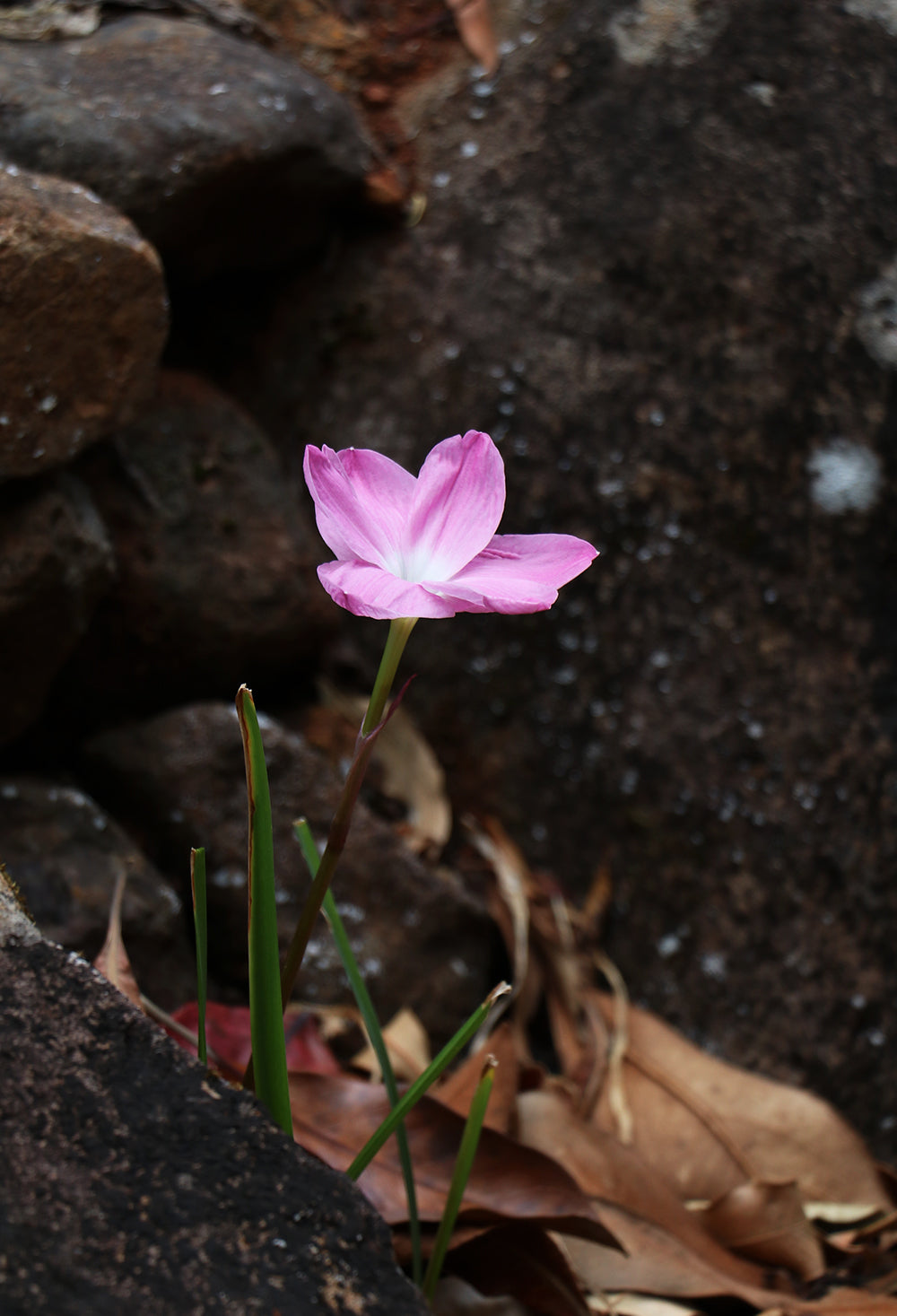 Zephyranthes - La Buffa Rosa Group - ‘Pink Panther’ - (2x Bulbs)