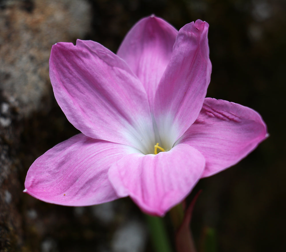 Zephyranthes - La Buffa Rosa Group - ‘Pink Panther’ - (2x Bulbs)