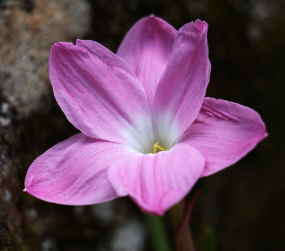 Zephyranthes - La Buffa Rosa Group - ‘Pink Panther’ - (2x Bulbs)