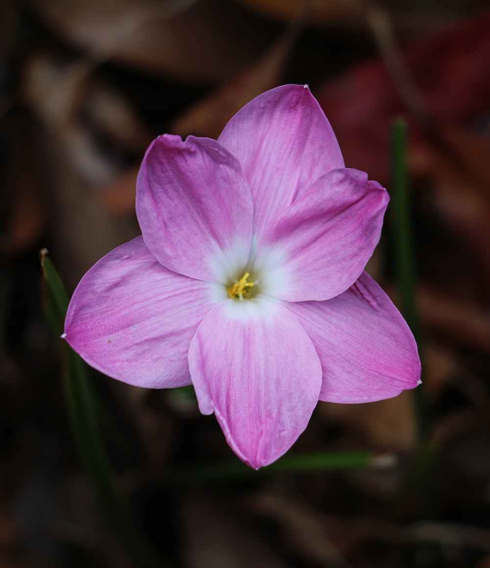 Zephyranthes - La Buffa Rosa Group - ‘Pink Panther’ - (2x Bulbs)