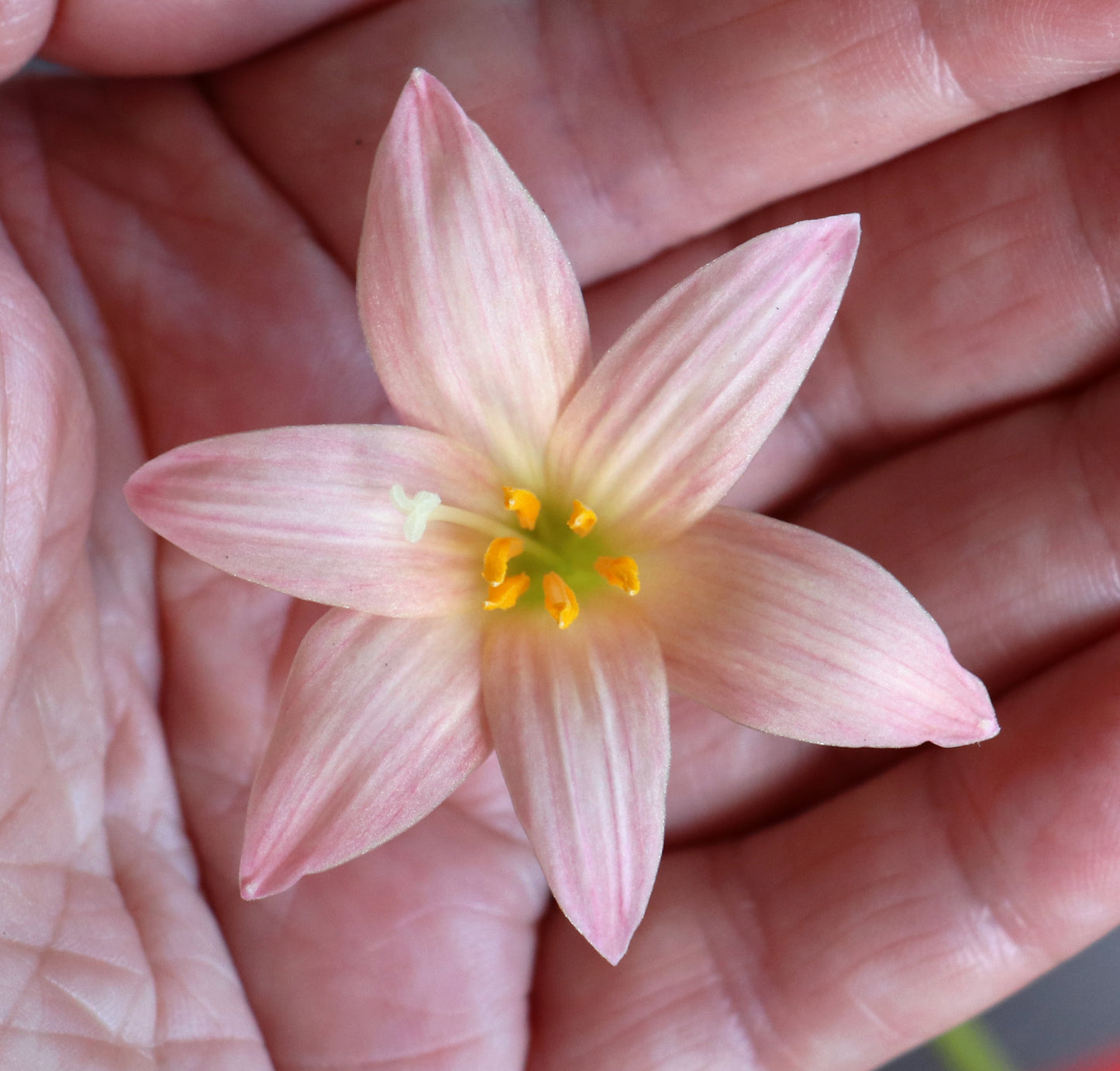 Zephyranthes 'Prairie Sunset' — Rain Lily (4x Bulbs)