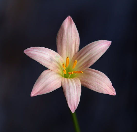 Zephyranthes 'Prairie Sunset' — Rain Lily (4x Bulbs)