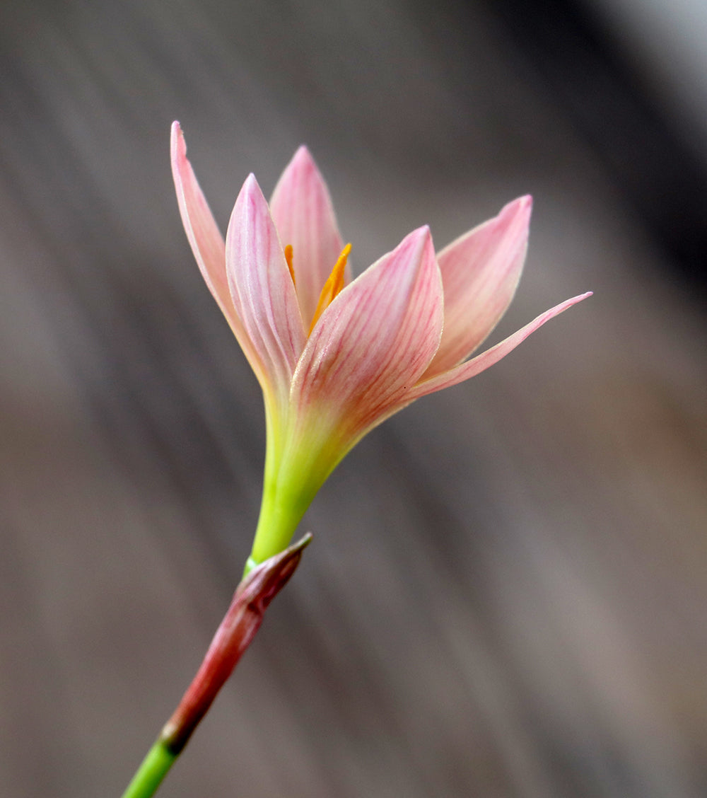 Zephyranthes 'Prairie Sunset' — Rain Lily (4x Bulbs)