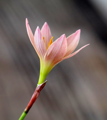 Zephyranthes 'Prairie Sunset' — Rain Lily (4x Bulbs)
