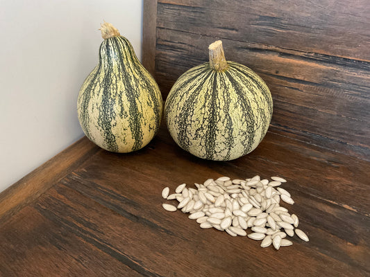 Silver Edged pumpkin seeds - (15x seeds)