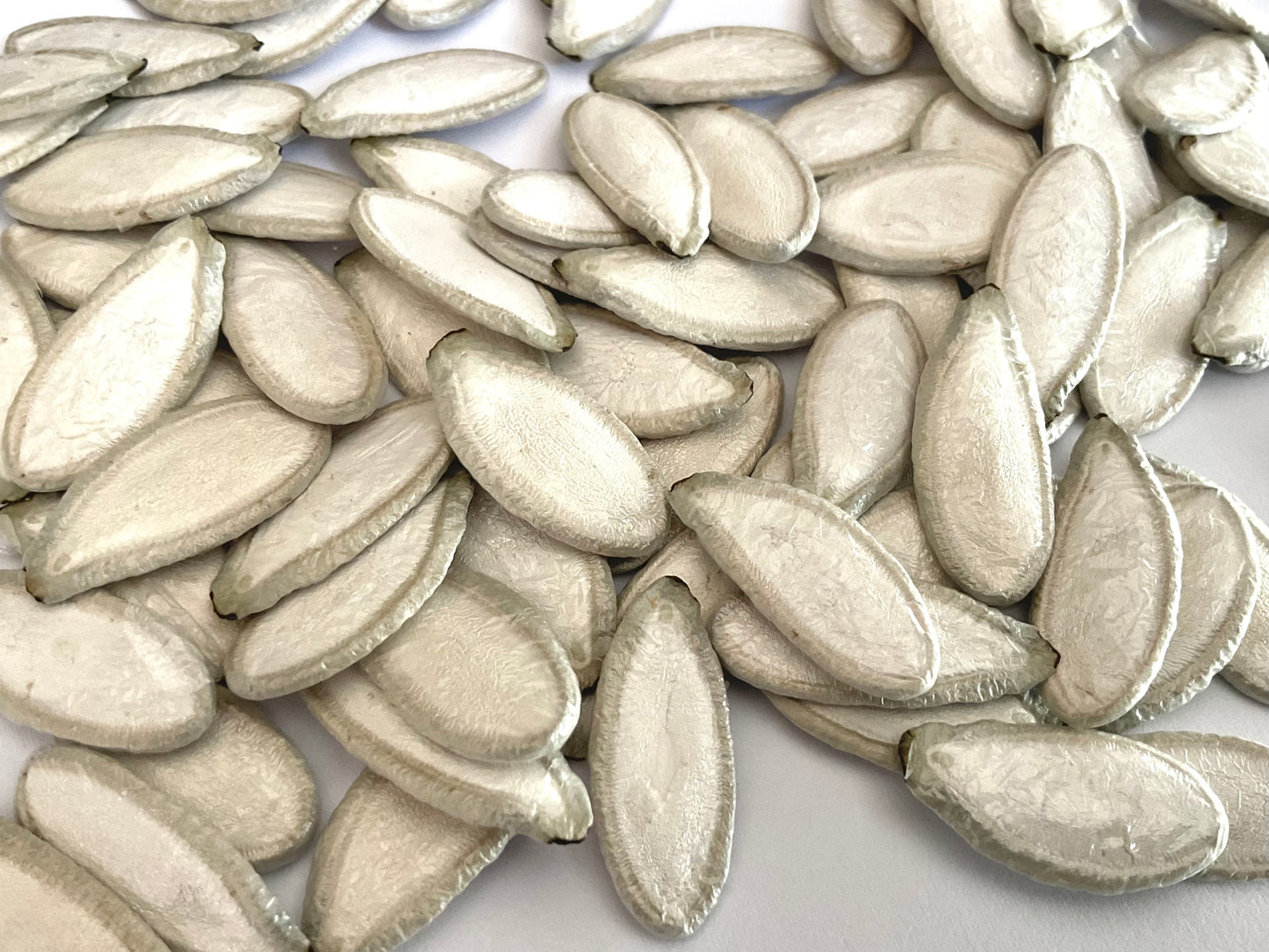 Silver Edged pumpkin seeds - (15x seeds)