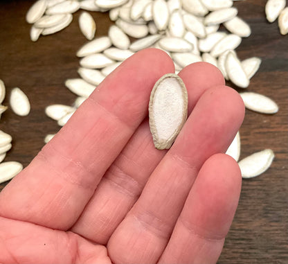 Silver Edged pumpkin seeds - (15x seeds)