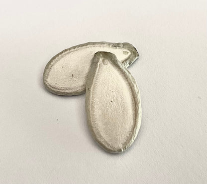 Silver Edged pumpkin seeds - (15x seeds)