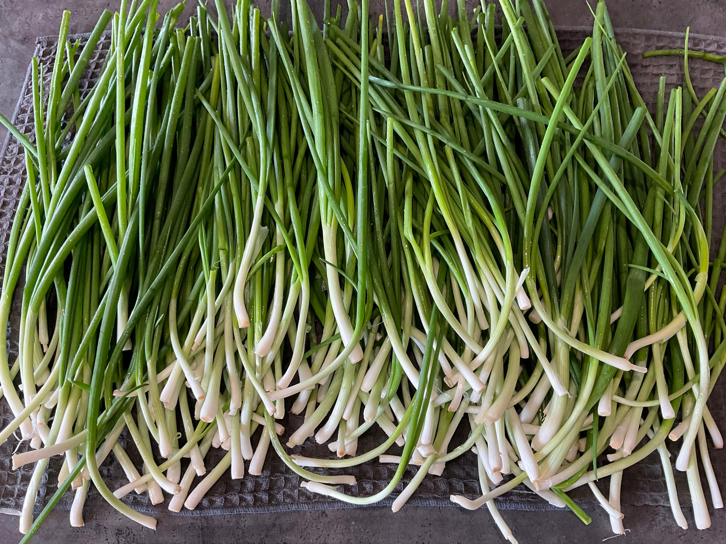Spring Onion Bunching - White Lisbon - (150x seeds)