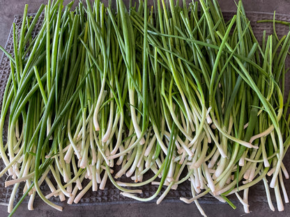 Spring Onion Bunching - White Lisbon - (150x seeds)