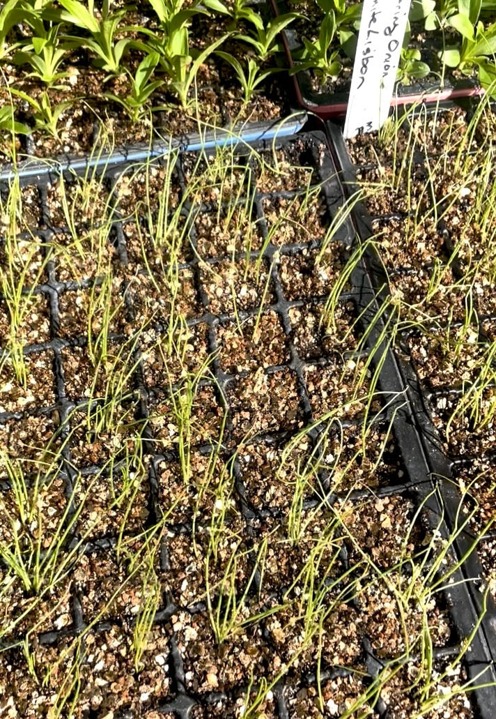 Spring Onion Bunching - White Lisbon - (150x seeds)