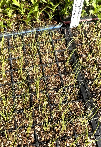 Spring Onion Bunching - White Lisbon - (150x seeds)