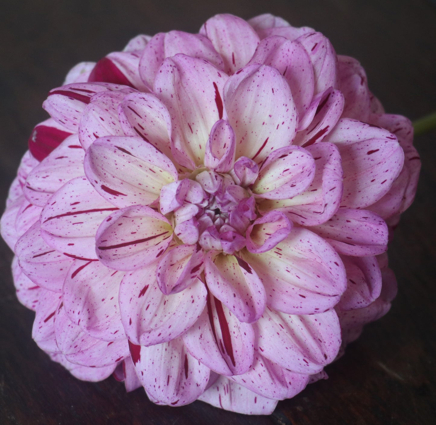 Sultan speckled pink decorative dahlia bloom closeup Tamborine Mountain QLD