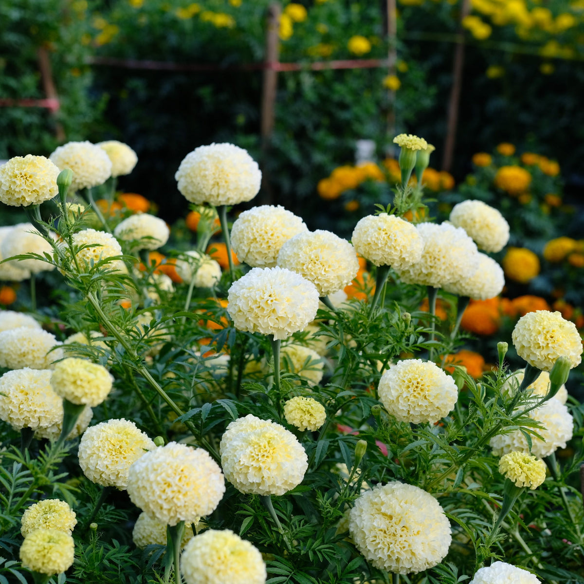 Marigold White Swan F1 -  (15x Seeds)