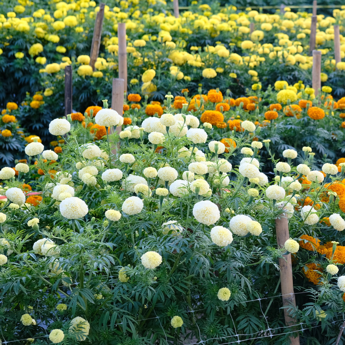 Marigold White Swan F1 -  (15x Seeds)