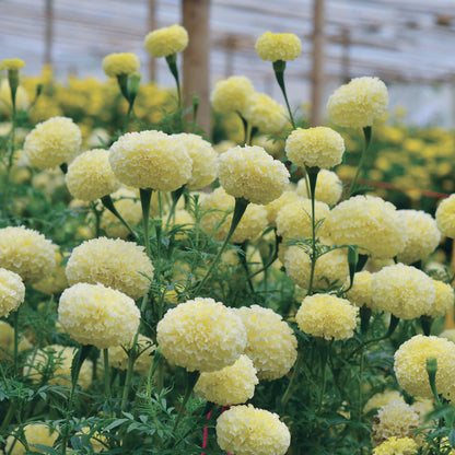 Marigold White Swan F1 -  (15x Seeds)