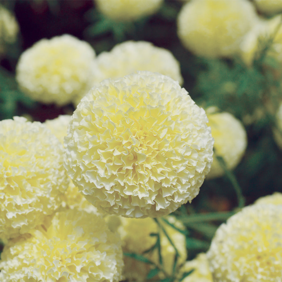 Marigold White Swan F1 close-up bloom cream double flower Our Mountain Garden, Qld Australia