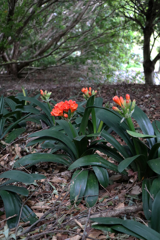 Keeled Belgium Hybrid Clivia miniata "OMG Winged It" in flower, orange-red winged petals, Our Mountain Garden Tamborine Mountain QLD