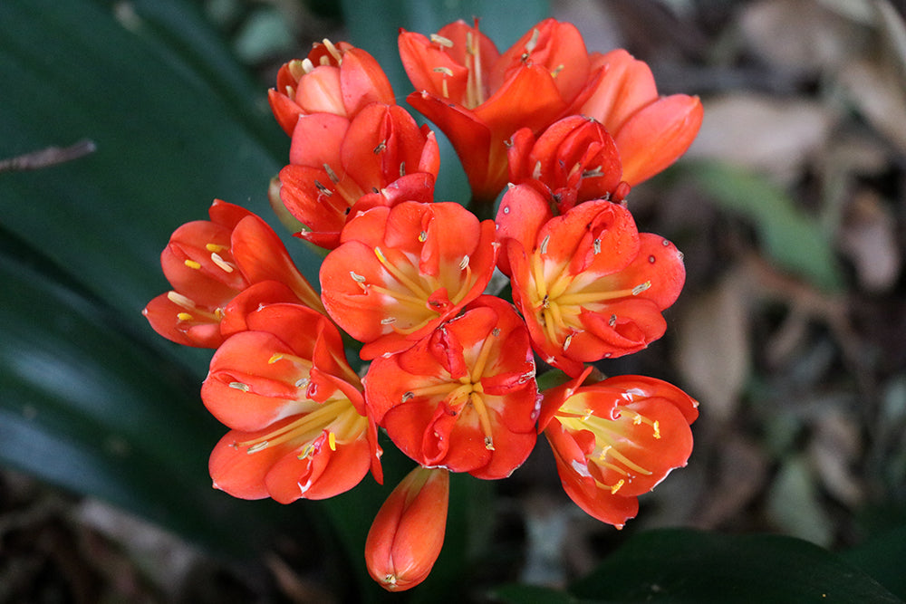 Clivia Seeds - Belgium Hybrid Keeled "OMG Winged It" - Dark Orange-Red - (6x seeds)