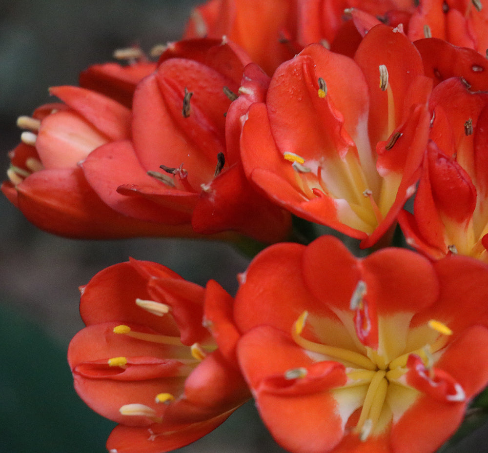 Clivia Seeds - Belgium Hybrid Keeled "OMG Winged It" - Dark Orange-Red - (6x seeds)